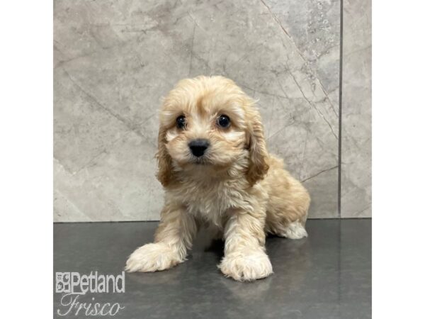 Cavachon-Dog-Female-Blenheim-30854-Petland Frisco & Mckinney, Texas