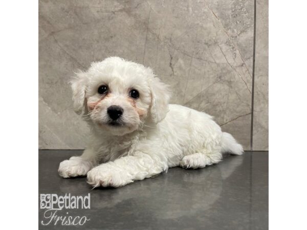 Bichon Frise Dog Male White 30844 Petland Frisco, Texas