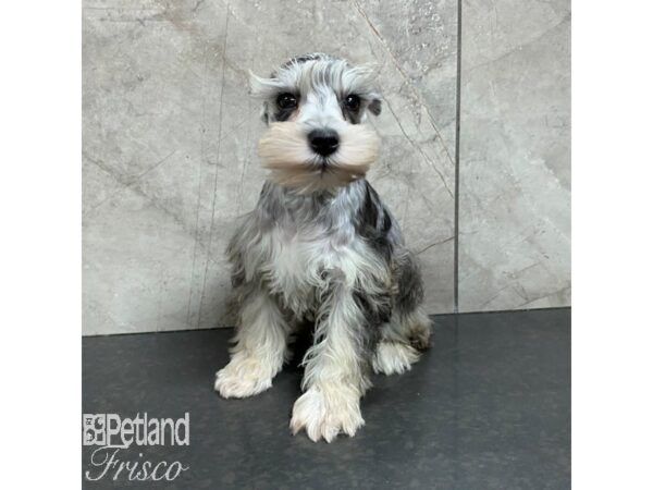 Miniature Schnauzer-Dog-Female-Blue Merle-30862-Petland Frisco, Texas