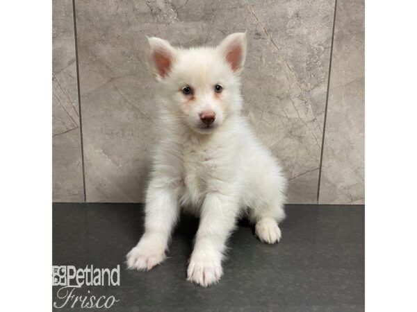 Pomsky Dog Male Cream 30847 Petland Frisco, Texas