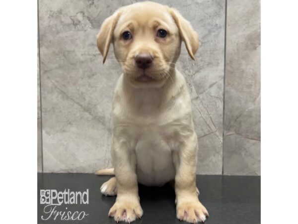 Labrador Retriever Dog Female Yellow 30841 Petland Frisco, Texas