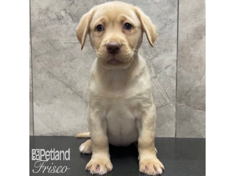 Labrador Retriever-Dog-Female-Yellow-3898125-Petland Frisco, Texas