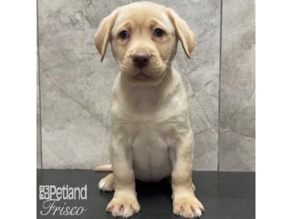 [#30841] Yellow Female Labrador Retriever Puppies For Sale