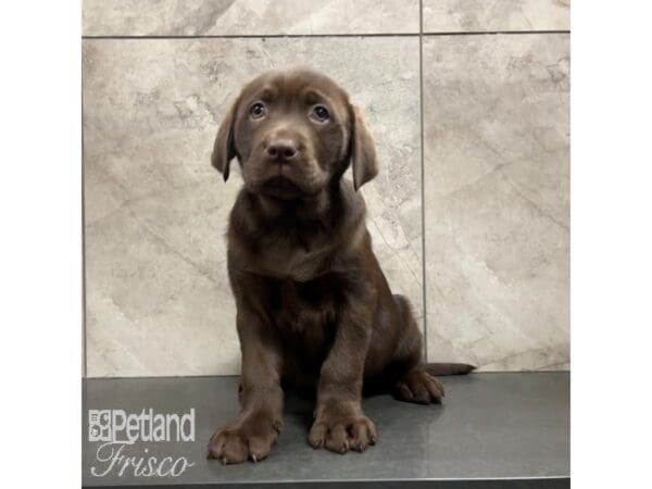 Labrador Retriever-Dog-Female-Chocolate-30840-Petland Frisco, Texas