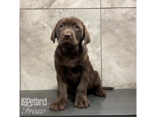 Labrador Retriever Dog Female Chocolate 30840 Petland Frisco, Texas