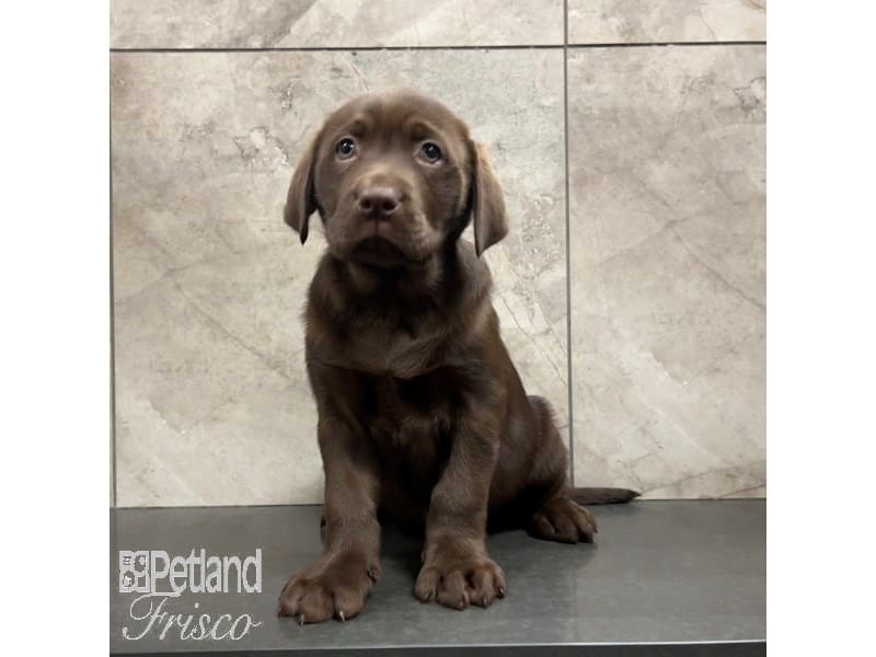 Labrador Retriever-Dog-Female-Chocolate-3898124-Petland Frisco, Texas
