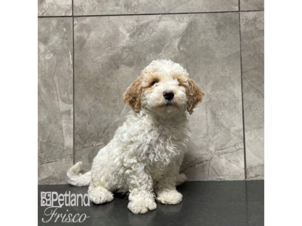 Goldendoodle Mini 2nd Gen-Dog-Female-Cream / White-30837-Petland Frisco, Texas