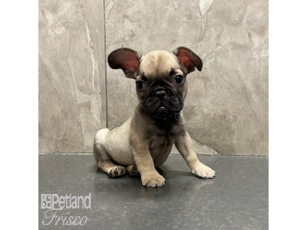 French Bulldog Dog Male Fawn 30867 Petland Frisco, Texas