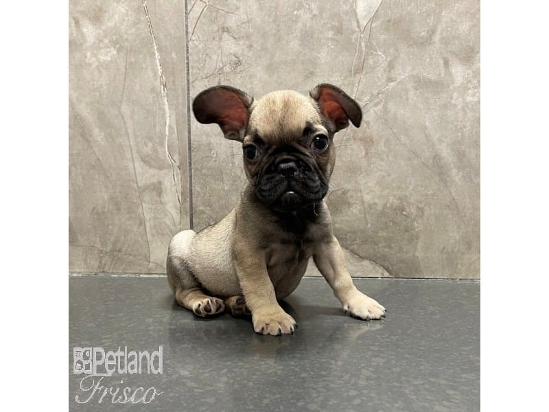 French Bulldog-Dog-Male-Fawn-3898077-Petland Frisco, Texas