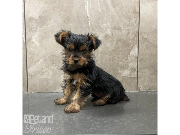 Yorkshire Terrier Dog Female Black / Tan 30804 Petland Frisco, Texas