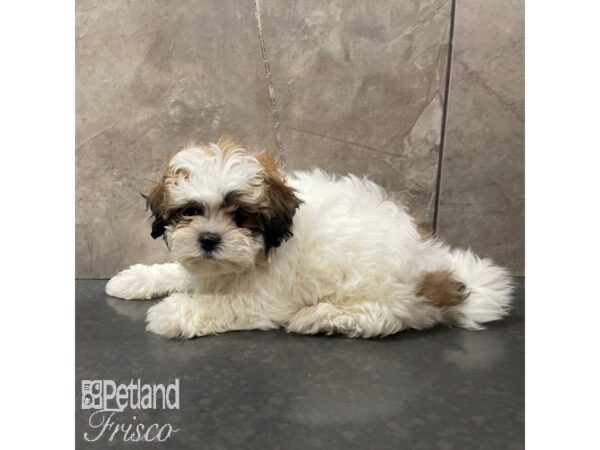 Teddy Bear Dog Female Gold / White 30872 Petland Frisco, Texas