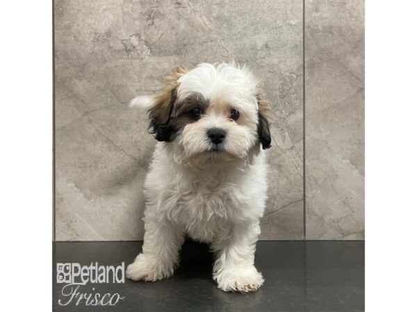 Teddy Bear-Dog-Male-Gold / White-30869-Petland Frisco, Texas