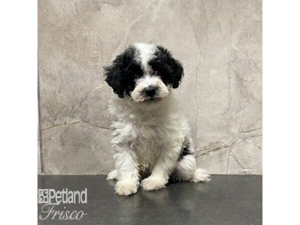 Poodle Mini Dog Female Black / White 30853 Petland Frisco, Texas