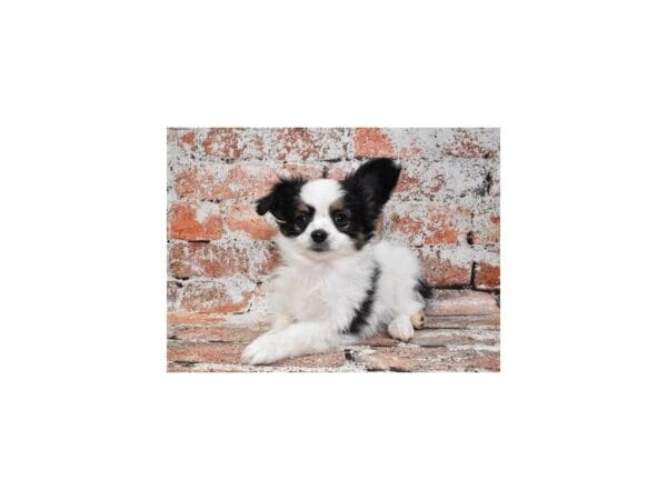 [#30887] Black and White Male Papillon Puppies For Sale
