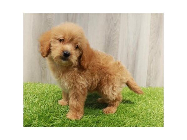 Goldendoodle Mini 2nd Gen Dog Female Red 30923 Petland Frisco, Texas