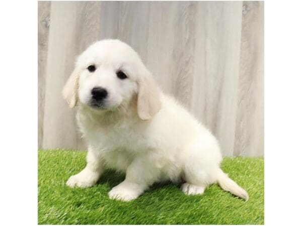 [#30931] Light Golden Female Golden Retriever Puppies For Sale