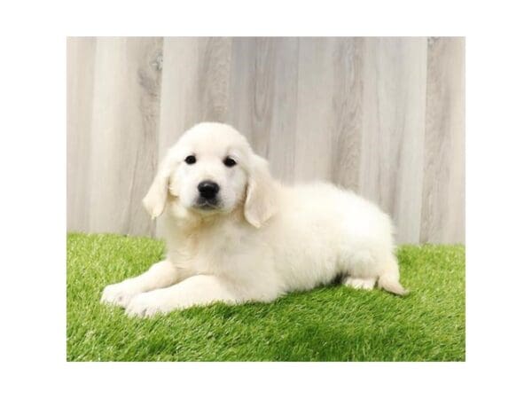 [#30926] Light Golden Female Golden Retriever Puppies For Sale