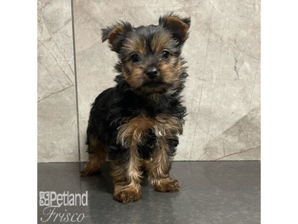 Yorkshire Terrier Dog Female Black / Tan 30909 Petland Frisco, Texas