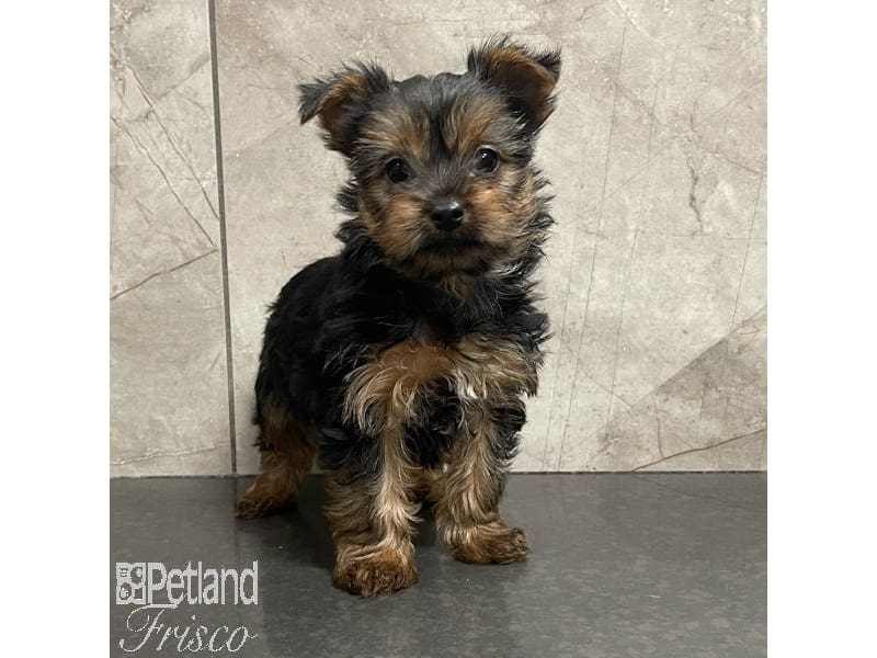 Yorkshire Terrier-Dog-Female-Black / Tan-3905058-Petland Frisco, Texas