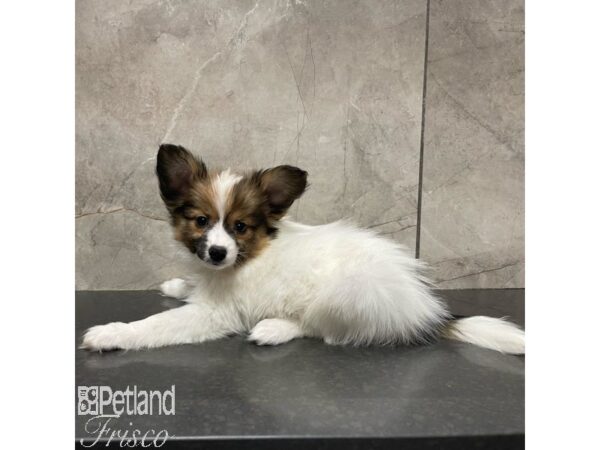 Papillon-Dog-Male-Sable / White-30908-Petland Frisco & Mckinney, Texas
