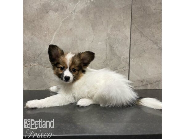 Papillon-Dog-Male-Sable / White-30908-Petland Frisco, Texas