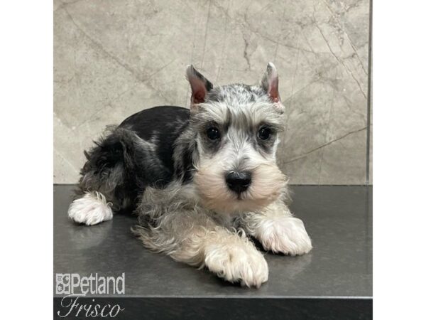 Miniature Schnauzer Dog Male Blue Merle 30905 Petland Frisco, Texas