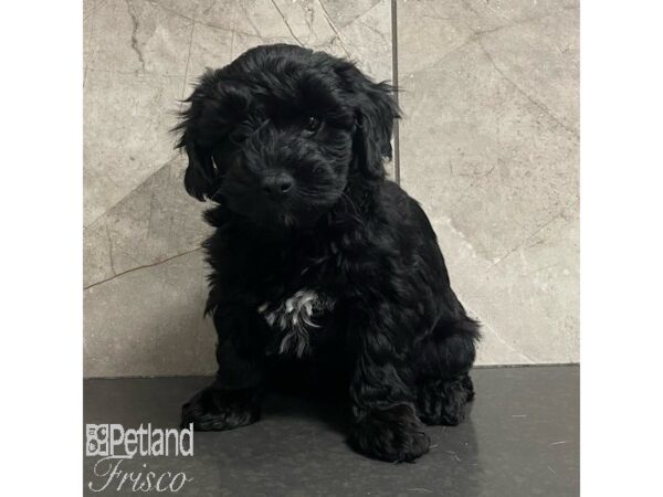 Yorkiepoo Dog Female Black / Tan 30904 Petland Frisco, Texas