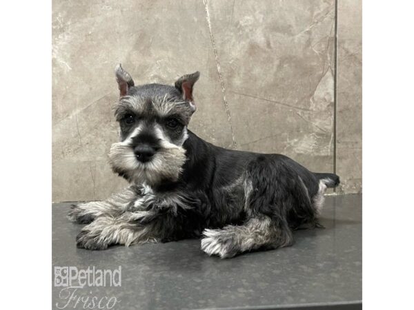 Miniature Schnauzer-Dog-Female-Salt / Pepper-30903-Petland Frisco, Texas