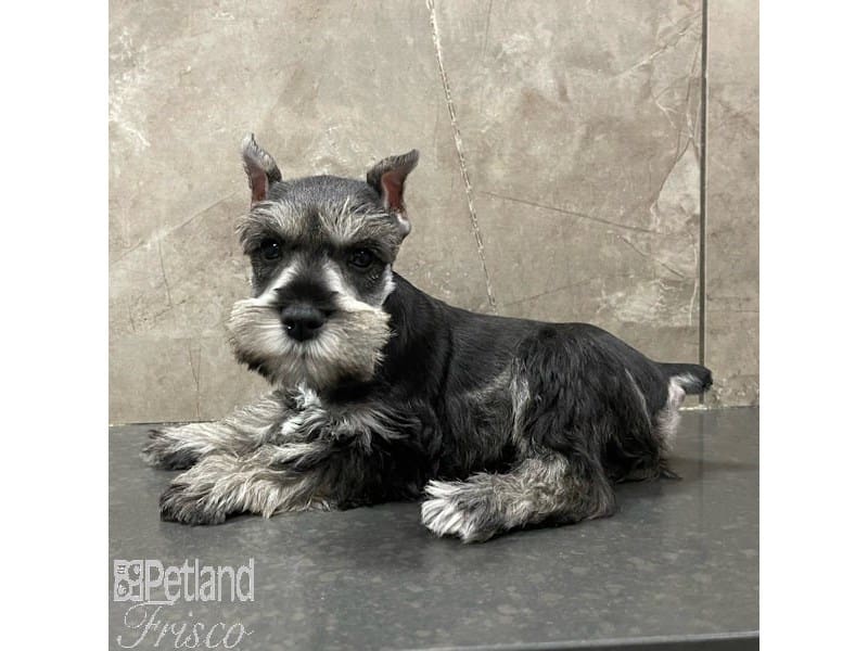 Miniature Schnauzer-Dog-Female-Salt / Pepper-3905051-Petland Frisco, Texas