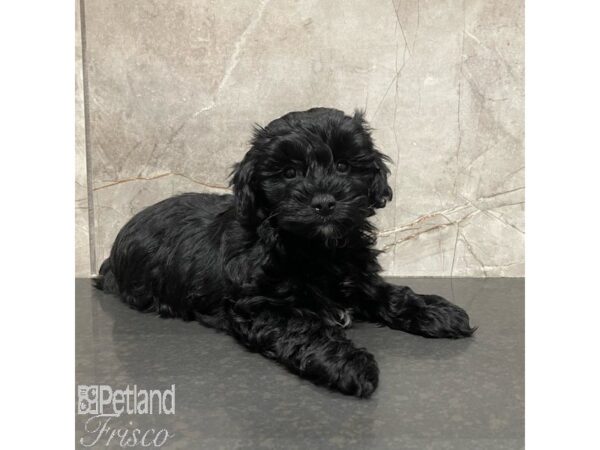 Yorkiepoo Dog Female Black / Tan 30902 Petland Frisco, Texas