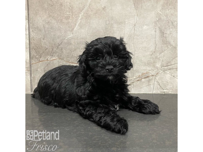 Yorkiepoo Dog Female Black / Tan 30902