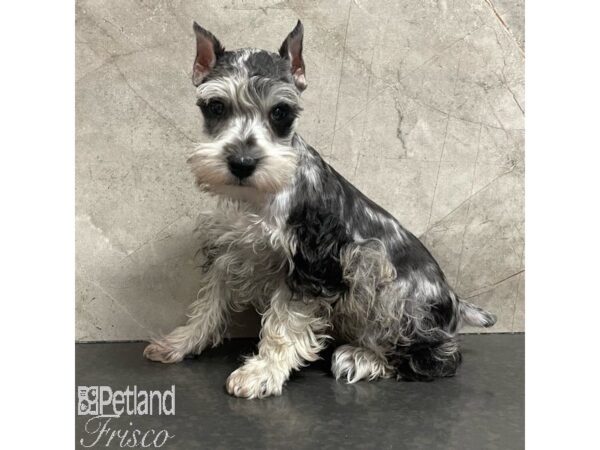 Miniature Schnauzer-Dog-Female-Blue Merle-30901-Petland Frisco, Texas