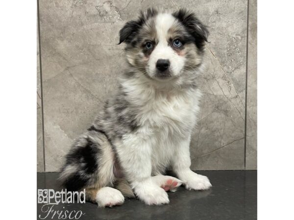 Aussimo Dog Male Blue Merle 30900 Petland Frisco, Texas