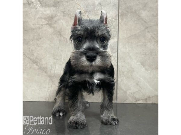 Miniature Schnauzer Dog Male Salt / Pepper 30899 Petland Frisco, Texas