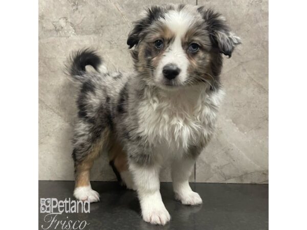 Aussimo Dog Female Blue Merle 30896 Petland Frisco, Texas