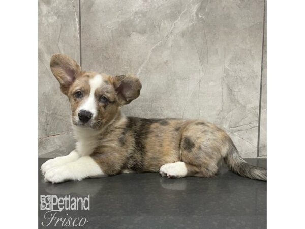 Cardigan Welsh Corgi Dog Male Merle 30893 Petland Frisco, Texas