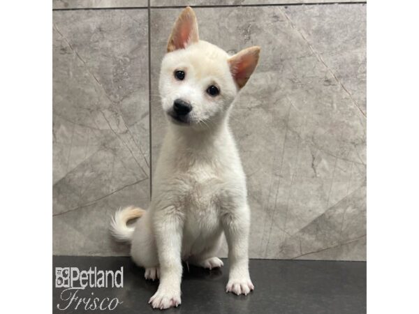 Shiba Inu-Dog-Male-Cream-30892-Petland Frisco & Mckinney, Texas