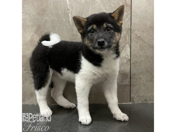 Shiba Inu-Dog-Female-Black and Tan-30891-Petland Frisco & Mckinney, Texas