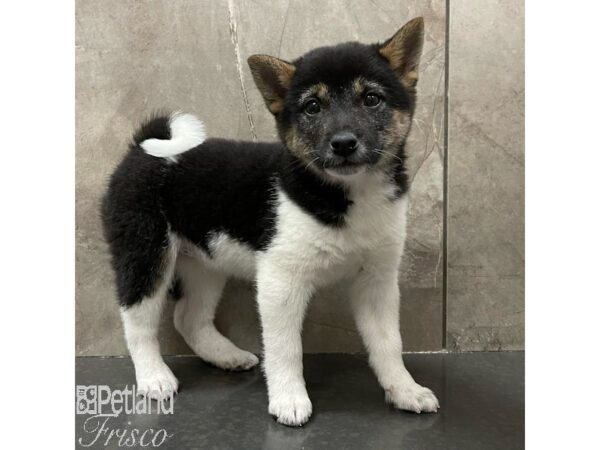 Shiba Inu Dog Female Black and Tan 30891 Petland Frisco, Texas