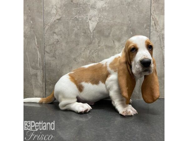 Basset Hound Dog Male Brown and White 30889 Petland Frisco, Texas