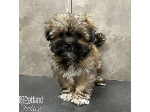 Lhasa Apso Dog Female Red Gold 30888 Petland Frisco, Texas