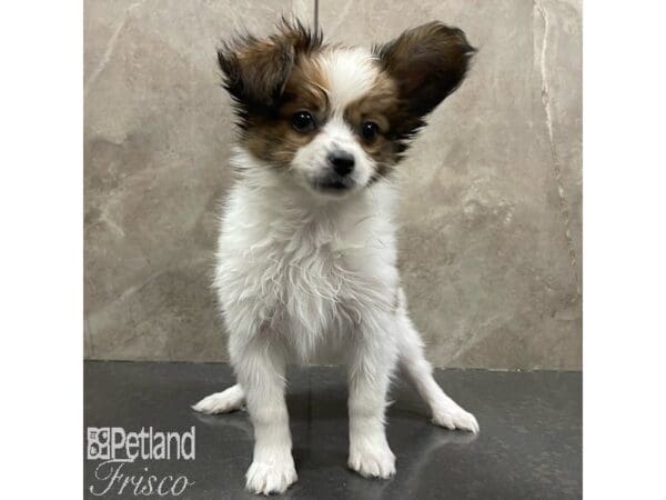 Papillon-Dog-Male-Red and White-30886-Petland Frisco, Texas