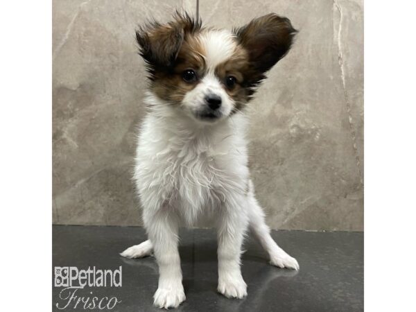 Papillon Dog Male Red and White 30886 Petland Frisco, Texas