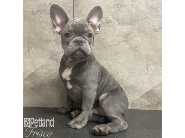 French Bulldog Dog Male Blue 30885 Petland Frisco, Texas