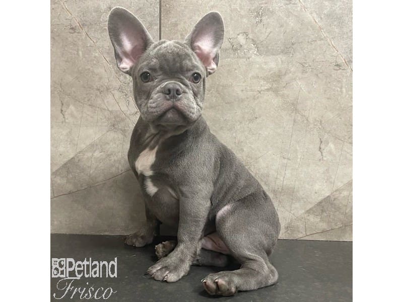 French Bulldog-Dog-Male-Blue-3905466-Petland Frisco, Texas