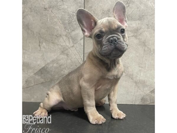 French Bulldog-Dog-Male-Blue Fawn-30883-Petland Frisco & Mckinney, Texas