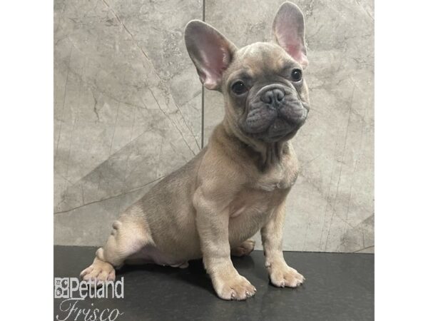 French Bulldog Dog Male Blue Fawn 30883 Petland Frisco, Texas