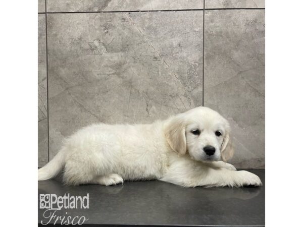 Golden Retriever-Dog-Female-Light Golden-30931-Petland Frisco, Texas