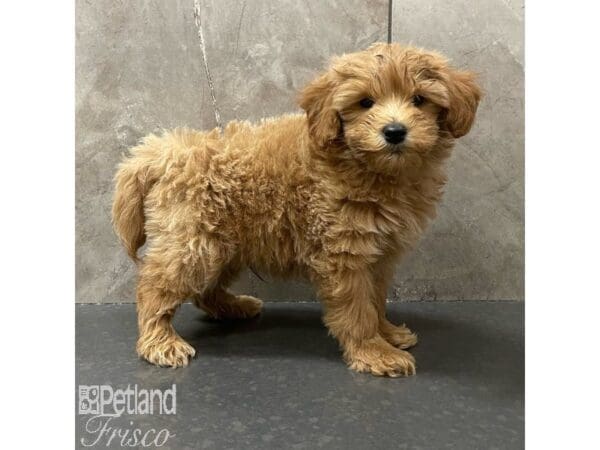 [#30930] Red Male Goldendoodle Mini 2nd Gen Puppies For Sale