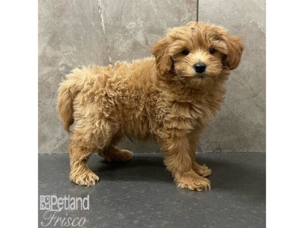 Goldendoodle Mini 2nd Gen-Dog-Male-Red-30930-Petland Frisco & Mckinney, Texas